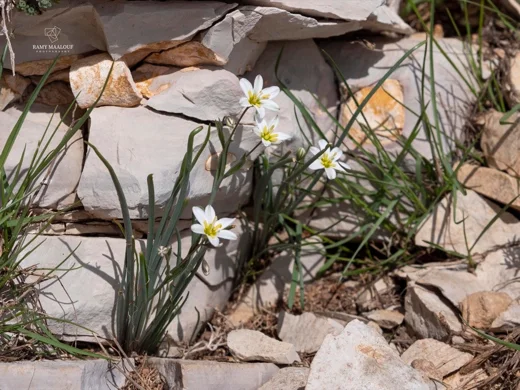 Gagea libanotica