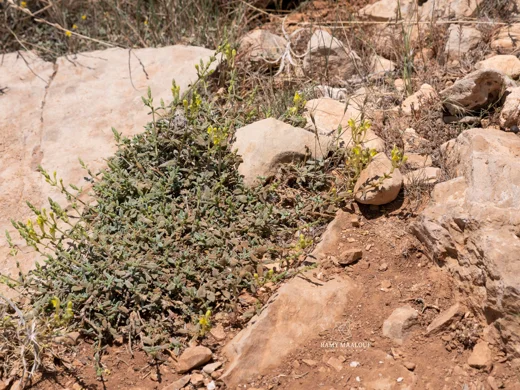 Scutellaria tomentosa
