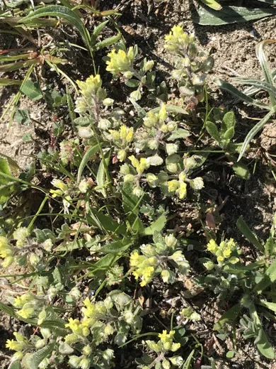 نسب المصنف - غير تجاري 4.0 دولي (CC BY-NC 4.0)- i naturalist.