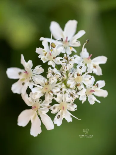 Heracleum humile