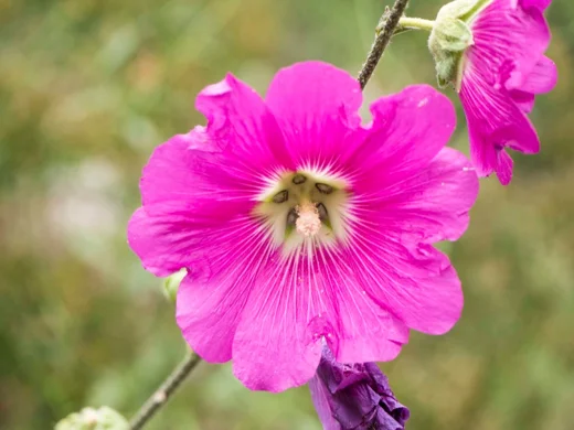 Alcea digitata