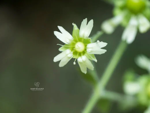 Silene baccifera