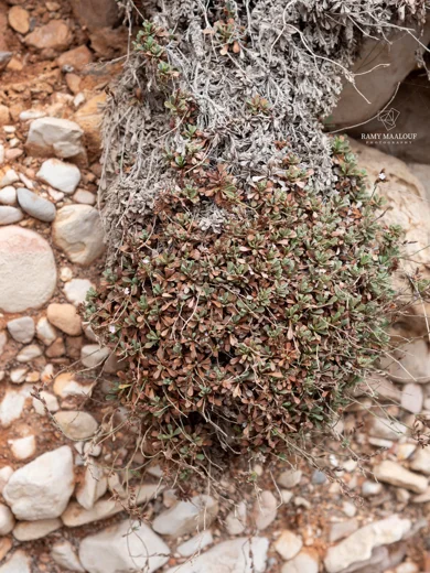 Limonium mouterdei