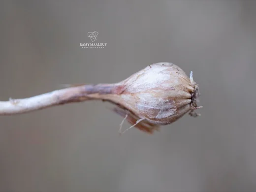 Allium longispathum