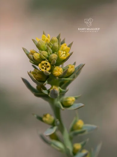 Thesium libanoticum