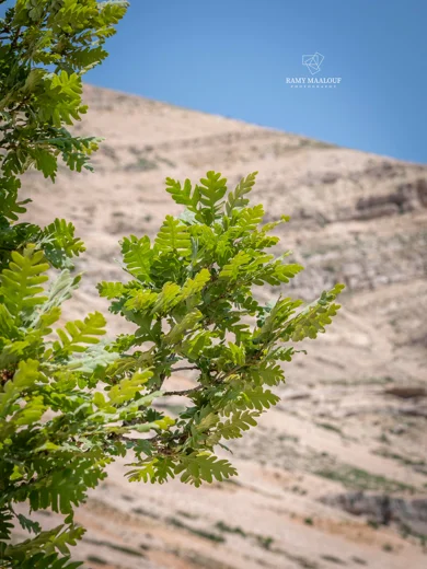 سنديان كوتشي