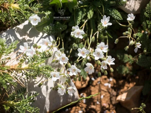 Erodium trichomanifolium var. alb