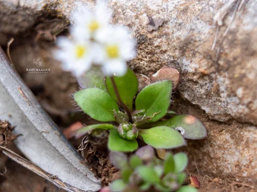 Draba praecox
