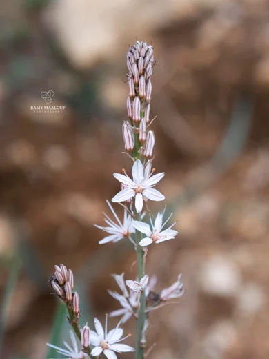 عيصلان