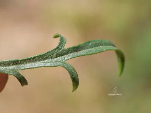 Lomelosia argentea