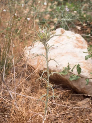 قُصوان الجِمال