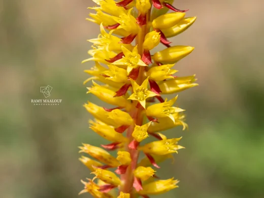 سرة صفراء
