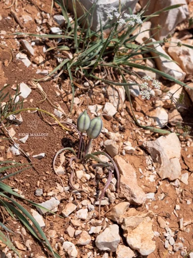 Tulipa humilis var. aucheriana