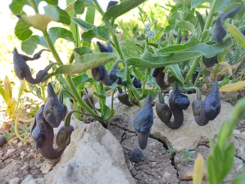 صورة عامة، شهر آذار. هذه الصورة مرخصة تحت المشاع الاٍبداعي نسب المصنف - غير تجاري 4.0