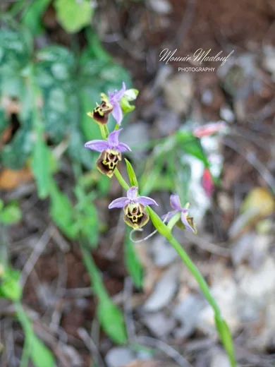 Ophrys fuciflora subsp. libanotica