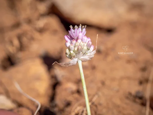 Allium rupicola