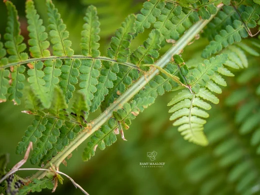 Dryopteris pallida