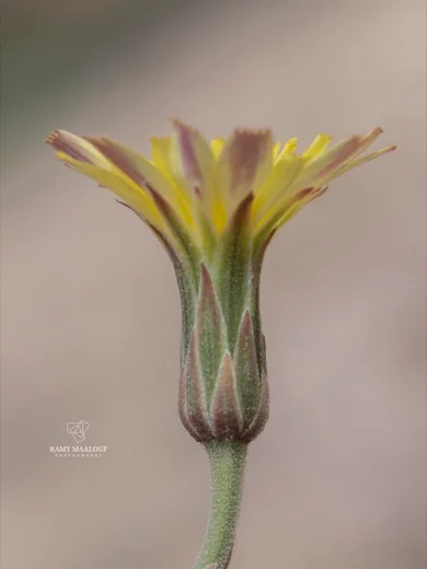 Leontodon libanoticus
