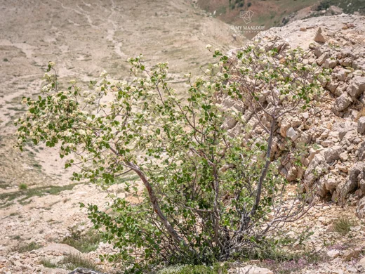 Aria umbellata