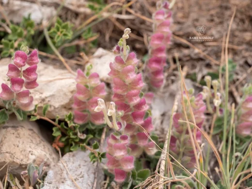 Scutellaria utriculata