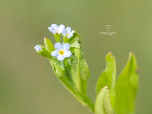 Myosotis laxa subsp. cespitosa