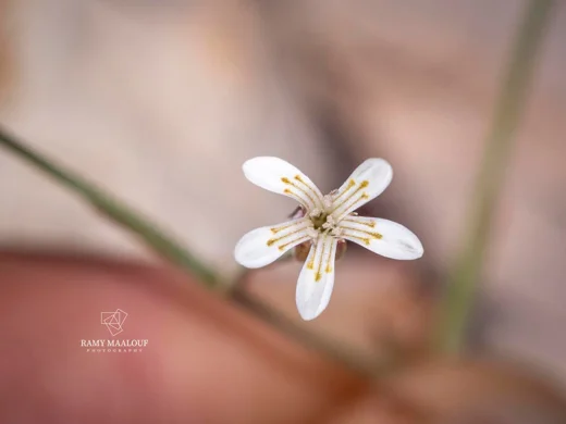 Dianthus pachygonus