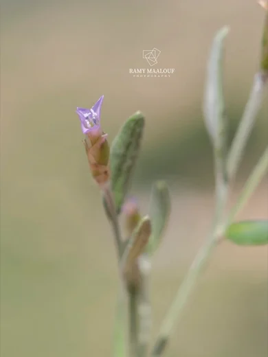 شردنية شرقية