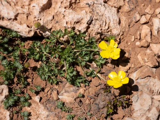 حوذان دمس