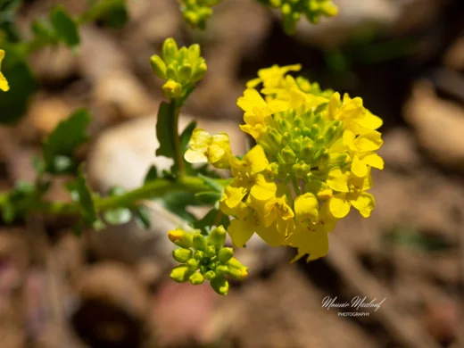 Barbarea brachycarpa subsp. minor
