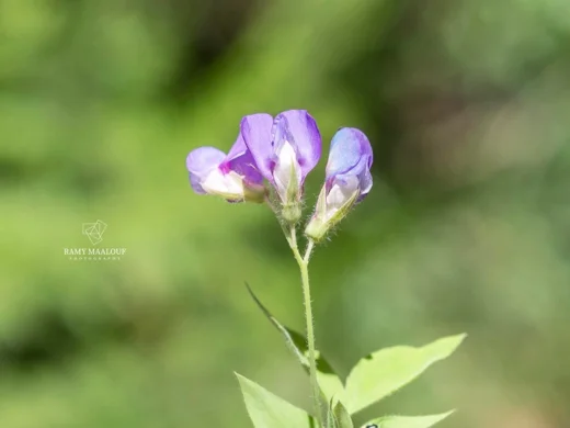 Lathyrus laxiflorus subsp. laxiflorus
