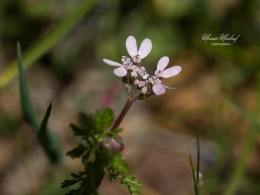 Orlaya daucoides