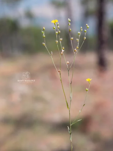 Linum trigynum