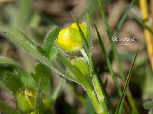 Ranunculus neocuneatus