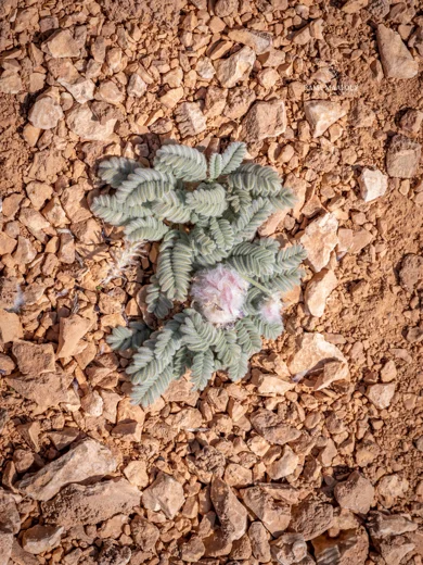 Astragalus kurnet-es-saudae