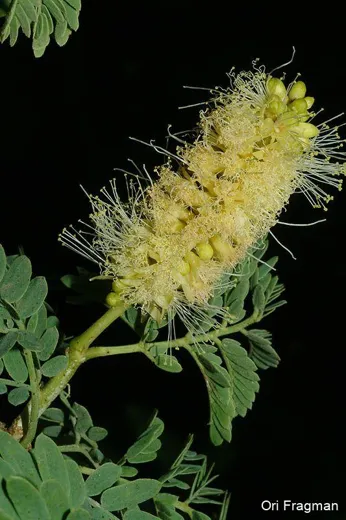 سمط