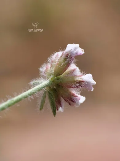Lotus hirsutus