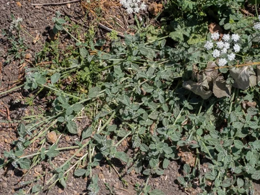 Heliotropium supinum
