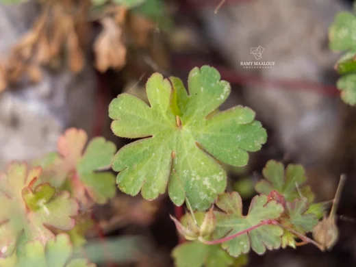 Geranium lucidum