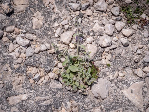 Clinopodium libanoticum