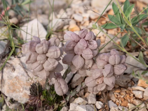 Noccaea vesicaria