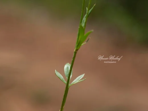 Ranunculus paludosus