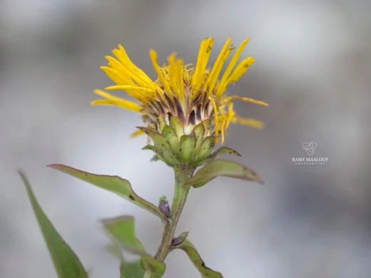 Inula salicina