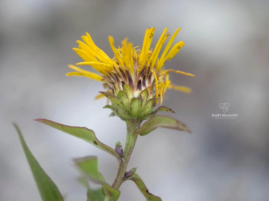 Inula salicina
