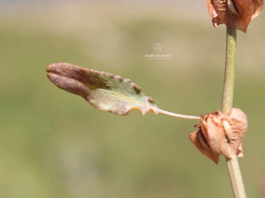 Rumex angustifolius subsp. libanoticus