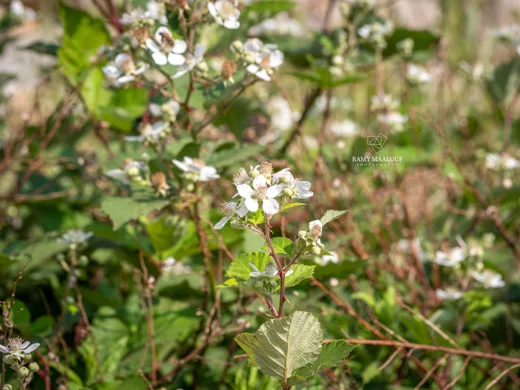 Rubus × collinus