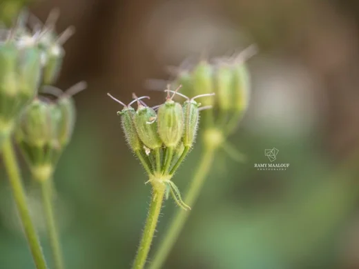Heracleum humile