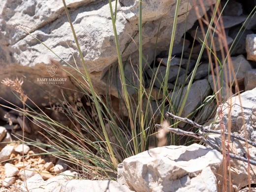 Stipa arabica