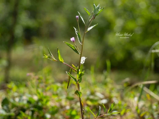 Epilobium tetragonum