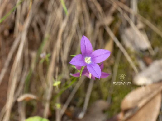 Campanula retrorsa
