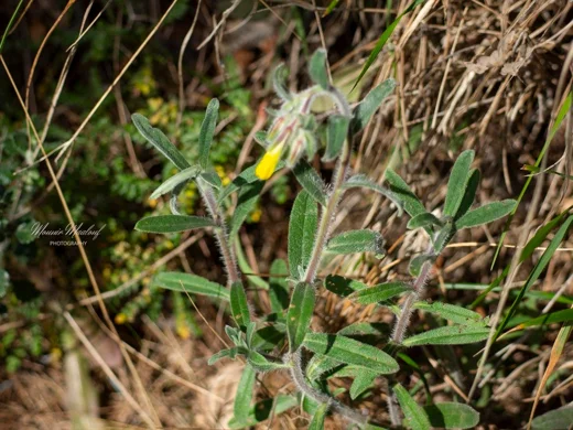 Onosma frutescens
